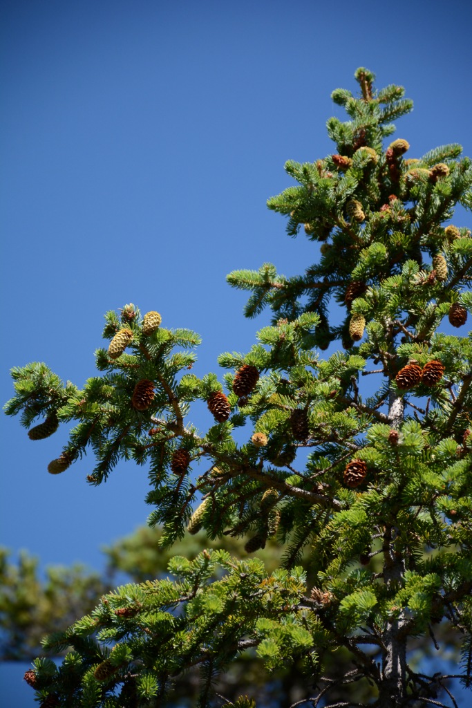 Ель аянская (Picea ajanensis), склон долины р. Козыревка южной экспозиции. (c) К. Климова