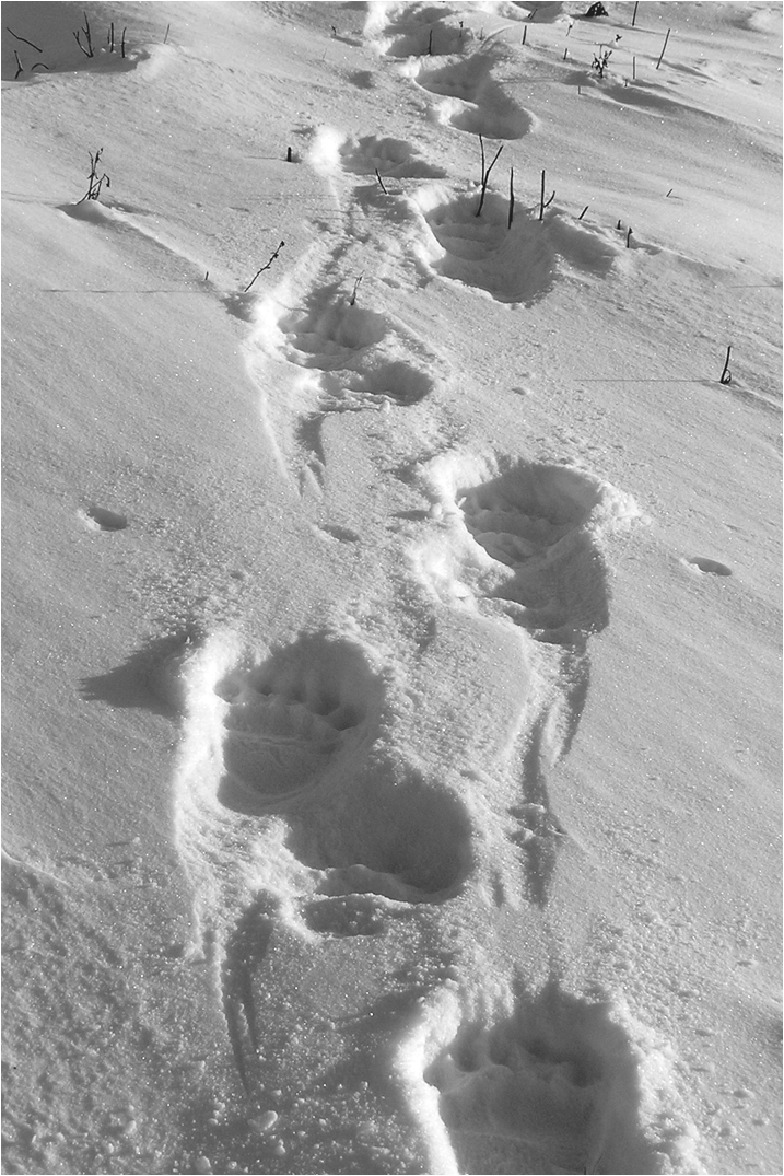 Медвежьи следы на снеге (с) Архивное фото