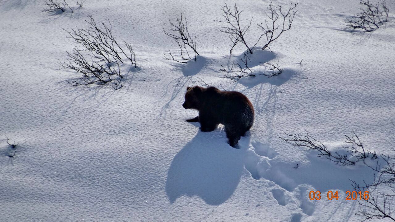 Медведь в районе дачных сотов. 03.04.2016 г. (с) источник фотографии - WhatsApp